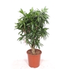Dracaena Song of Jamaica