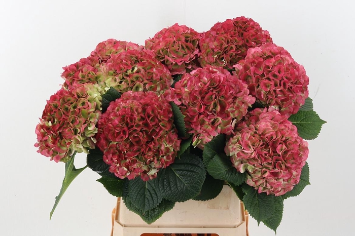 <h4>Hydr M My Vienna Cl</h4>