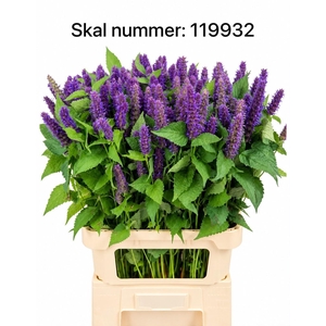 AGASTACHE