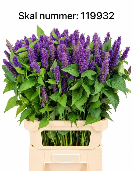 <h4>AGASTACHE</h4>