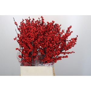 Ilex Rood