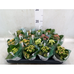 Kalanchoe blos. 'RosDon Collection'