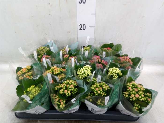 <h4>Kalanchoe blos. 'RosDon Collection'</h4>