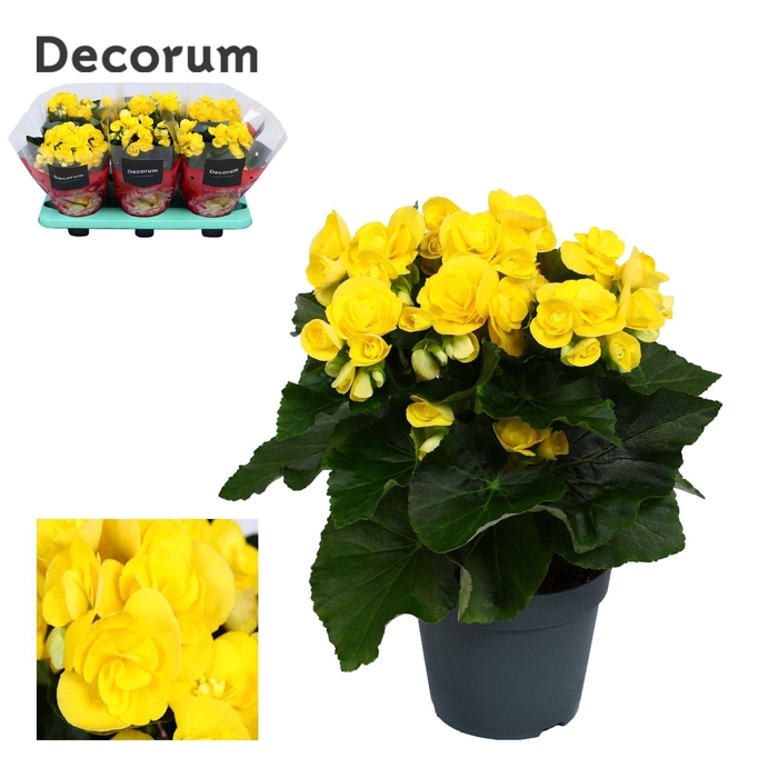<h4>Begonia ''rebecca'' geel Decorum</h4>