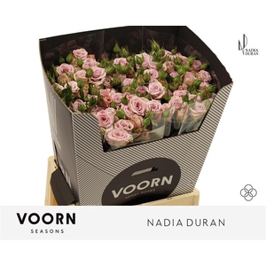 Rosa spray nadia duran