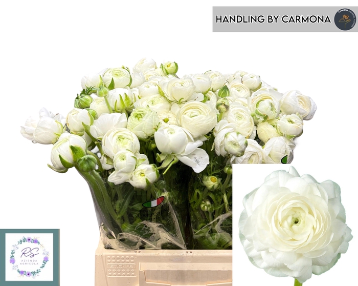 <h4>RAN EL WHITE</h4>