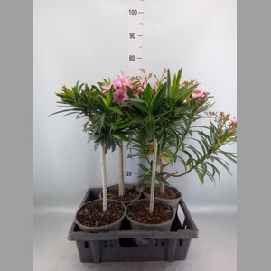Nerium oleander   ...