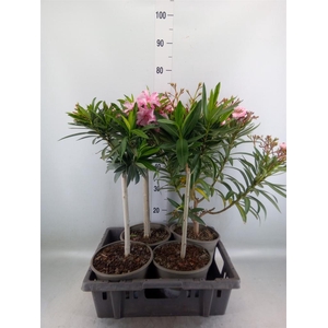 Nerium oleander   ...