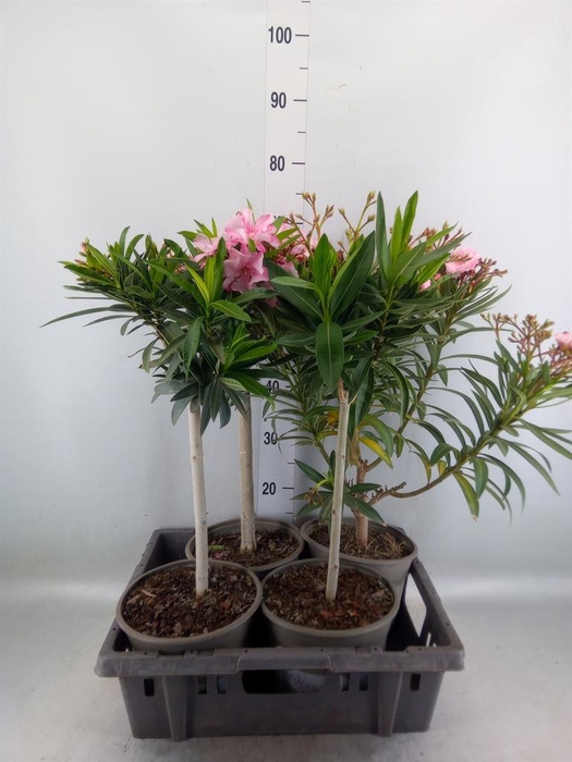 <h4>Nerium oleander   ...</h4>