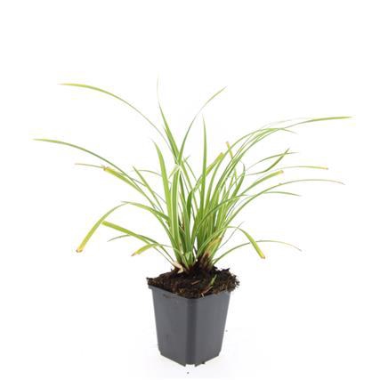 <h4>Carex morrowii 'Ice Dance'</h4>