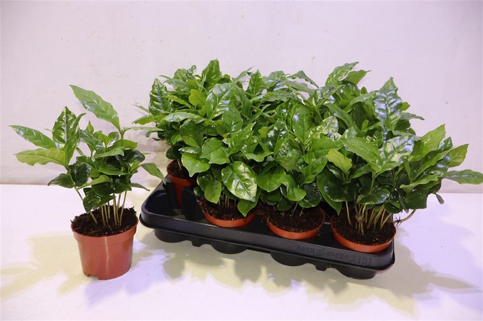 <h4>Coffea Arabica</h4>