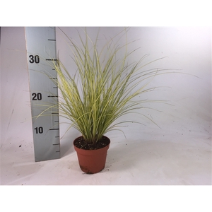 Carex brunnea 'Jenneke' p8