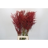 Bromelia Red Paloma