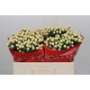 Hypericum Cool Romance