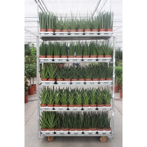 Sansevieria Luxe mixkar 