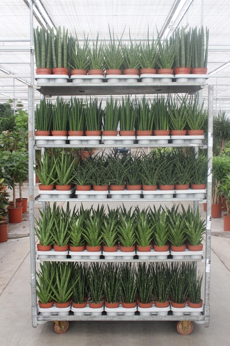 <h4>Sansevieria Luxe mixkar "Rough & Tough"</h4>