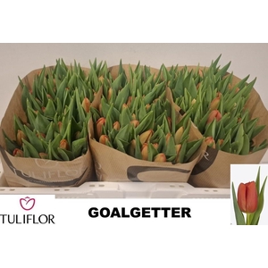 TU EN GOALGETTER