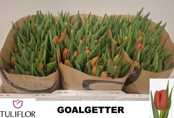 <h4>TU EN GOALGETTER</h4>