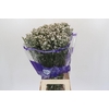 Limonium White Diamond