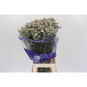 Limonium White Diamond