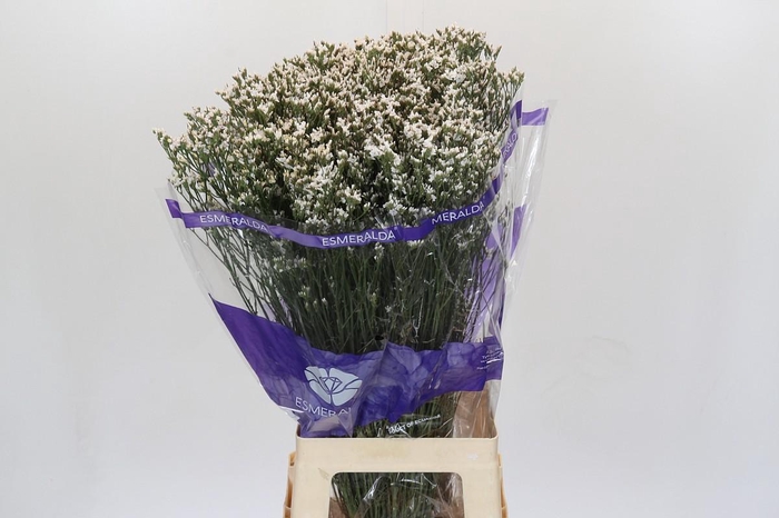 Limonium White Diamond