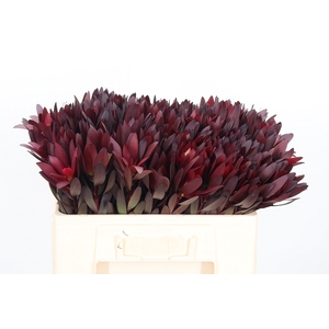 Leucadendron Safari Sunset