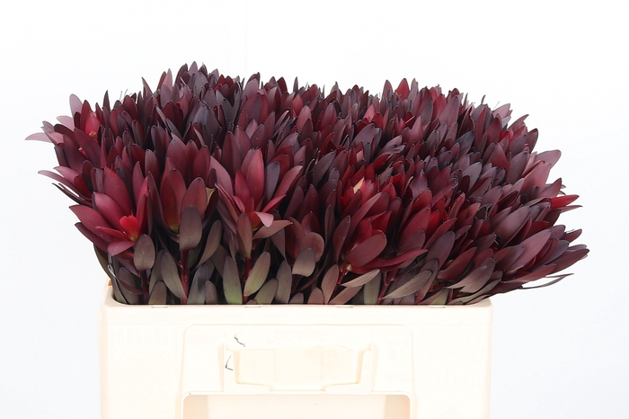 <h4>Leucadendron Safari Sunset</h4>