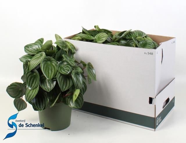 <h4>Pep Argyreia</h4>