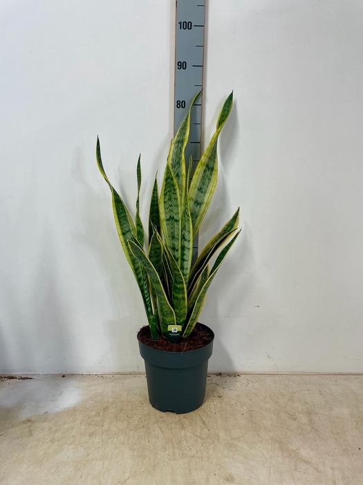 <h4>SANSEV LAURENTII</h4>