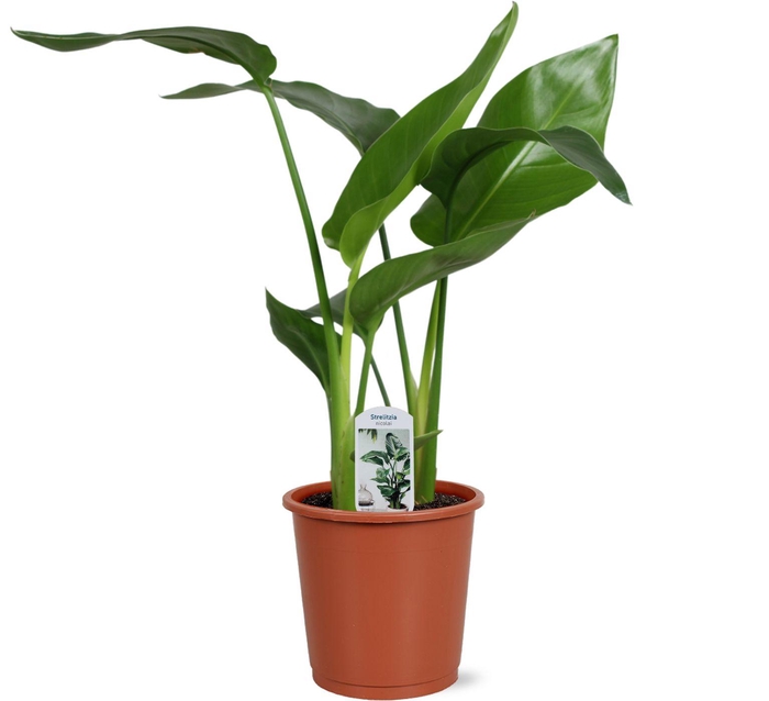 <h4>Strelitzia nicolai 2 stek 45-55cm</h4>