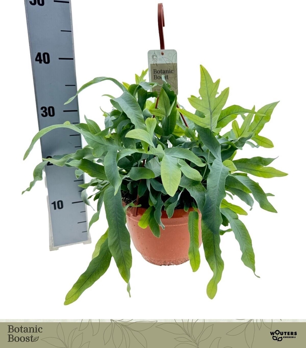 <h4>PHLEBO A BLUE STAR</h4>