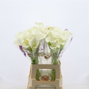 Calla Whitehorse