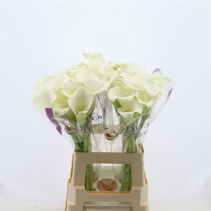 <h4>Calla Whitehorse</h4>