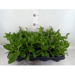 Salvia sylvestris 'April Night'