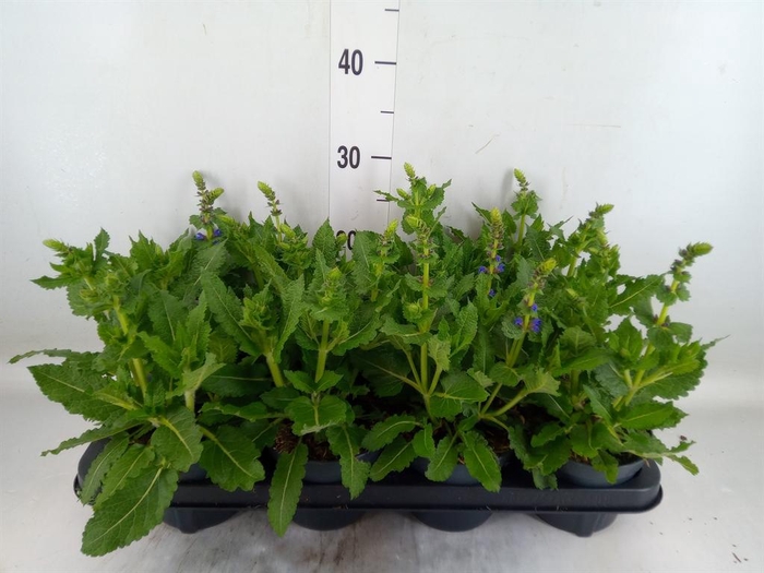 <h4>Salvia sylvestris 'April Night'</h4>