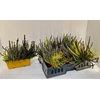 Calluna vulgaris balkon 25