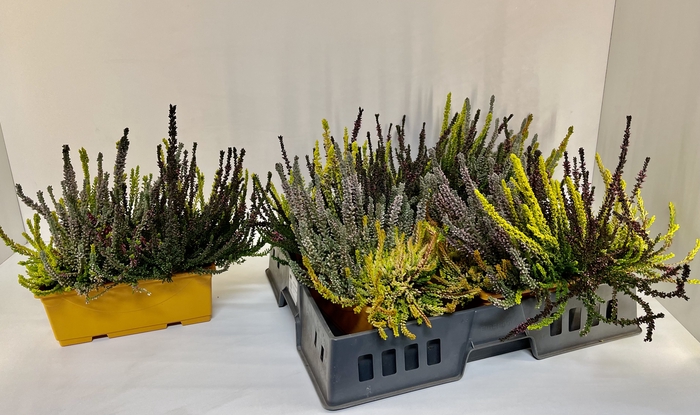 Calluna vulgaris balkon 25