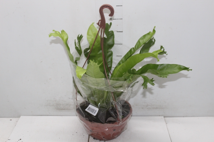 <h4>ASPLENIUM CRISSIE C21</h4>