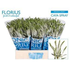Veron Smart Caya