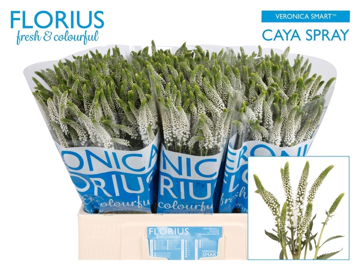 Veron Smart Caya