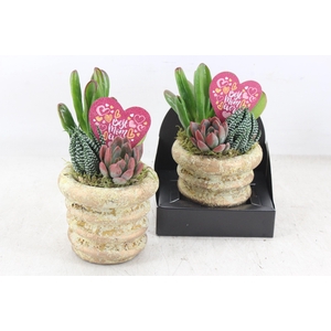 arr3 AD - Mother's day ker. rond kl. x6