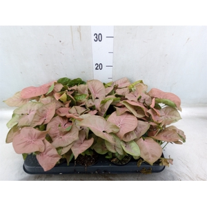 Syngonium  'Red Heart'