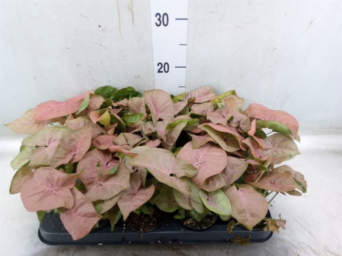 <h4>Syngonium  'Red Heart'</h4>