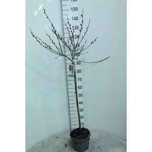 Salix gracilistyla 'Mt. Aso'