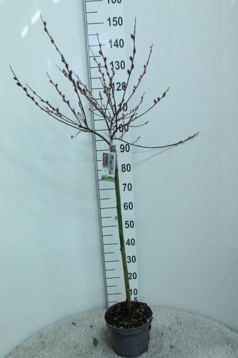 <h4>Salix gracilistyla 'Mt. Aso'</h4>