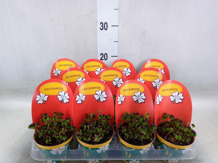 <h4>Oxalis deppei</h4>