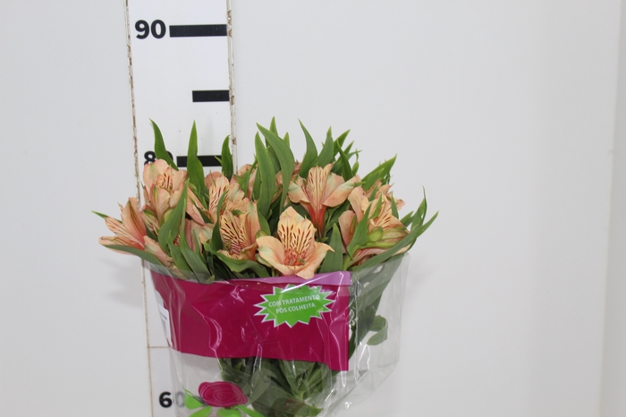 <h4>ALSTROEMERIA CANYON 080 CM</h4>