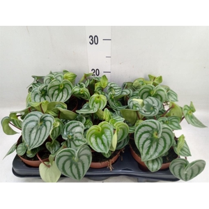 Peperomia argyreia 'Costa Rica'
