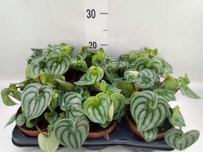<h4>Peperomia argyreia 'Costa Rica'</h4>
