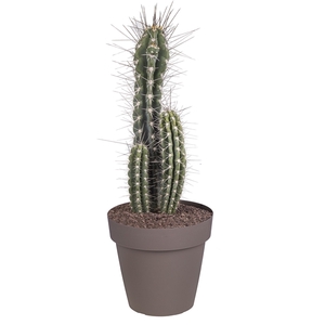 STETSONIA CORYNE - POT Ø 25 (CACTUS)